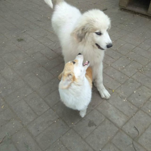 Photo №1. great pyrenees - for sale in the city of Belgorod | 501$ | Announcement № 2556