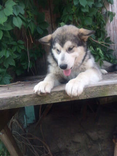 Additional photos: Breed Alaskan Malamute