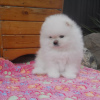 Photo №1. pomeranian - for sale in the city of Cologne | 280$ | Announcement № 117467