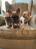 Photo №4. I will sell french bulldog in the city of Leverkusen. private announcement, from nursery - price - 370$