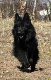 Photo №4. I will sell german shepherd in the city of Nizhny Novgorod. private announcement - price - 338$