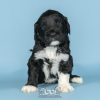 Photo №1. portuguese water dog - for sale in the city of Evora | negotiated | Announcement № 98479