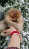 Photo №1. pomeranian - for sale in the city of Minsk | 250$ | Announcement № 86008
