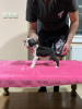 Photo №2 to announcement № 121538 for the sale of boston terrier - buy in Serbia breeder