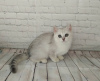 Photo №3. British kittens. Russian Federation