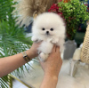 Photo №1. pomeranian - for sale in the city of Niagara Falls | 317$ | Announcement № 112773