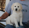 Photo №1. labrador retriever - for sale in the city of Rome | 370$ | Announcement № 110905