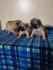 Photo №1. pug - for sale in the city of Helsinki | negotiated | Announcement № 88144