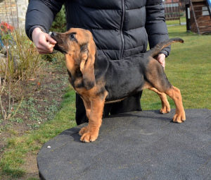 Photo №4. I will sell bloodhound in the city of Мариямполе. from nursery, breeder - price - negotiated