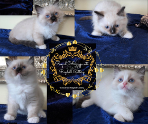 Photo №3. Ragdoll kittens from qualified breeder ! FIFE PEDIGREE. Lithuania