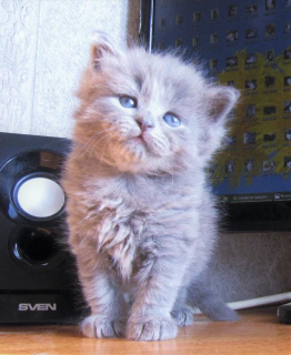 Photo №3. Age 2 months. Color blue solid. Incredibly nyashny kitty!. Russian Federation