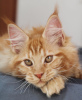 Photo №1. maine coon - for sale in the city of Berlin | 845$ | Announcement № 105633