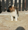 Photo №3. American Akita puppies. Serbia
