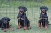 Additional photos: Rottweiler puppies