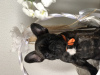 Photo №2 to announcement № 23871 for the sale of french bulldog - buy in Latvia breeder