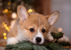 Photo №4. I will sell welsh corgi in the city of Москва. private announcement - price - 138$