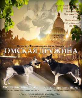 Photo №2 to announcement № 5082 for the sale of east-european shepherd - buy in Russian Federation from nursery