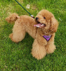 Photo №4. I will sell poodle (dwarf) in the city of Dnipro. from nursery, breeder - price - Is free