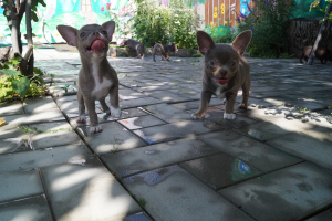 Photo №2 to announcement № 2773 for the sale of chihuahua - buy in Ukraine from nursery