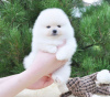 Photo №2 to announcement № 83573 for the sale of pomeranian - buy in United States private announcement