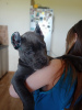 Additional photos: Cane Corso puppies