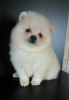 Photo №4. I will sell pomeranian in the city of Minsk. from nursery - price - 245$