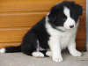 Photo №1. border collie - for sale in the city of Tegernsee | 370$ | Announcement № 119005