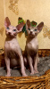 Photo №2 to announcement № 13651 for the sale of sphynx-katze - buy in Ukraine from nursery