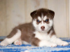 Photo №4. I will sell siberian husky in the city of Voronezh. breeder - price - 473$