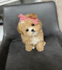 Photo №2 to announcement № 43066 for the sale of poodle (toy) - buy in Puerto Rico breeder