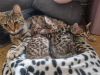 Photo №1. bengal cat - for sale in the city of Гамбург | 211$ | Announcement № 123671