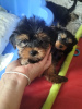 Additional photos: beautiful little Yorkshire Terrier puppies males and females for sale