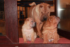 Photo №4. I will sell shar pei in the city of Tver. private announcement - price - negotiated