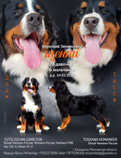 Photo №1. bernese mountain dog - for sale in the city of Balashikha | 667$ | Announcement № 5868
