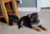 Photo №2 to announcement № 125398 for the sale of german shepherd - buy in Germany 