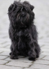 Photo №4. I will sell affenpinscher in the city of Dnipro. from nursery - price - 2113$