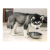 Photo №1. siberian husky - for sale in the city of Bátonyterenye | 423$ | Announcement № 123033