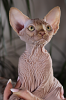Photo №4. I will sell sphynx-katze in the city of Kharkov. from nursery, breeder - price - 1800$