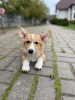 Additional photos: corgi for sale