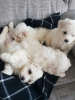 Photo №1. bichon frise - for sale in the city of Mount Maunganui | 370$ | Announcement № 57010