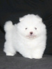 Photo №1. pomeranian - for sale in the city of Minsk | 800$ | Announcement № 19326
