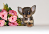 Photo №1. chihuahua - for sale in the city of Москва | 1656$ | Announcement № 32612