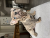 Additional photos: Beautiful isabella frenchie girl looking for forever home