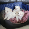 Photo №3. 3 Maltese boys. United States