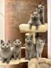 Photo №1. british shorthair - for sale in the city of Bydgoszcz | negotiated | Announcement № 65906