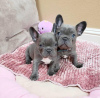 Photo №1. french bulldog - for sale in the city of Антверпен | negotiated | Announcement № 80416