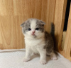 Photo №2 to announcement № 100121 for the sale of scottish fold - buy in United States private announcement