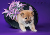 Additional photos: Shiba-inu puppy for sale from monobreed kennel