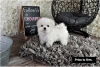 Photo №3. Cute Maltese puppies available for free adoption. Germany