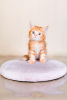 Photo №1. maine coon - for sale in the city of West Hollywood | 310$ | Announcement № 122040